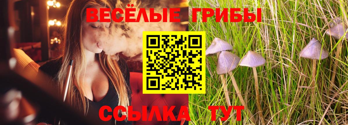 Галлюциногенные грибы Psilocybine cubensis Заринск